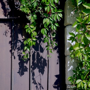 PArtie d'une porte et de mur, plantes et ombres - France  - collection de photos clin d'oeil, catégorie portes